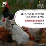[카드뉴스] 건강한 식재료는 건강한 동물로부터...동물복지 축산농장 인증제 [시선뉴스]