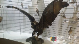 [SN여행] 겨울 철새의 모든 것을 한 눈에 서산버드랜드 [충남 서산]