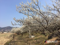 [SN여행] 벚꽃이라 오해하지 말아요~ 섬진강 가득 품은 매화 향기 광양 매화 마을