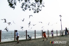 [SN여행] 갈매기와 즐거운 시간을! 강화도 동막 해수욕장