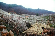 [SN여행] 구름위에 있는 듯한 매화의 향연, 광양 매화마을 설립