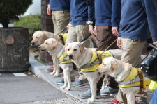 [인터뷰360] 시각장애인들의 빛이 되어주는 안내견, 그들 뒤에있는 훈련사들