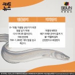 [카드뉴스] 민물장어와 바다장어의 차이점 [시선뉴스]