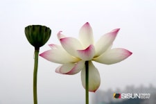 [SN포토] 아름다운 연꽃, 경기도 시흥으로 보러 가볼까? [경기 시흥]