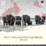 [카드뉴스] 상아 없이 태어나는 코끼리 증가, 유전자도 바꾸는 인간의 욕심