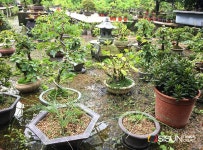 [SN여행] 한 남자의 투박한 손길이 담긴 화전 분재예술원 [경기 고양]