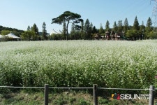 [SN여행] 하얗고 작은 손짓을 보내는 인천대공원의 메밀꽃 [인천 남동구]