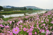 [SN여행] 병천의 아름다운 코스모스길 [충남 천안시]