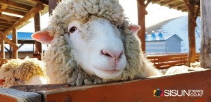 [SN여행] 하얀 눈 쌓인 드넓은 세상, 대관령 양떼목장 [강원도 평창]