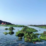 [SN여행] 동남아 부럽지 않다! 우도의 절경과 맑은 바다 위 투명카약 [제주 월정리]