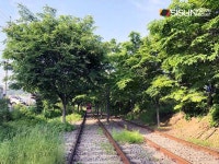 [SN여행] 자연 풍경을 감상하며 페달을 굴려보자! 가평 레일바이크 [경기도 가평시]
