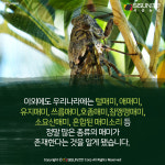[카드뉴스] 오디오로 듣는, 알고보면 다양한 매미 울음소리의 비밀