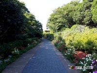 [SN여행] 매 계절 색다른 매력! 동백의 섬 장사도 해상공원 [경남 통영]