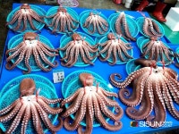 [SN여행] 싱싱한 해산물이 가득한 포항 최대 규모의 포항죽도시장 [경북 포항]