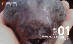 [세컷뉴스] 멍텅구리가 이런 뜻이었어? 무심코 사용했던 단어들의 유래