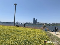 [SN여행] 샛노란 유채꽃이 만발한 반포 서래섬 [서울 서초]