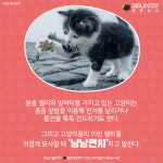 [카드뉴스] 고양이들의 앞발을 이용한 냥냥펀치, 왜 하는 것일까?