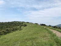 [SN여행] 분화구에 삼나무가 아름답게 펼쳐진 아부오름 [제주 제주시]