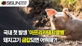 [이슈체크] 국내 첫 발생 아프리카돼지열병, 인체에는 해가 없지만 치사율 100%