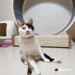 [인터뷰360] 입양이 절실...파랑새 유기동물 쉼터 고양이들의 할머니 조천사