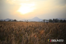 [SN여행] 황금빛 물결이 펼쳐지는 자연의 보고 순천만습지 갈대밭 생태공원 [전남 순천]