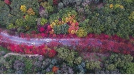 대구 팔공산 단풍 구경 및 전국 10대 가로수길 아산 은행나무길 축제 [팔도소식/축제]