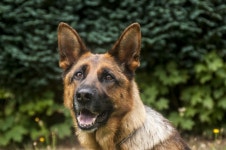 시각장애인들의 눈 안내견에 대한 에티켓 [반려동물농장]