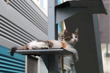 고양이를 위한 캣타워 고르는 방법 [반려동물농장] 