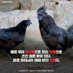 [카드뉴스] 오골계와 오계는 같은 닭이 아닙니다