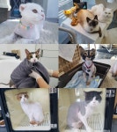 [JOB인터뷰] 울산 캣존 김미숙 대표, 반려묘와 보호자 모두가 스트레스 받지 않는 미용을 추구합니다