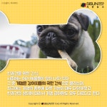 [카드뉴스] 소중한 반려견에게 꼭 필요한 간식, 개껌은 무엇일까