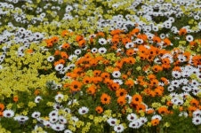 [사자(四字)야! 놀자] 비단 위에 꽃이 더해짐을 이르는 말 금상첨화