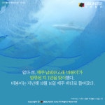 [카드뉴스] 우영우에 나온 남방큰돌고래, 삼팔이·춘삼이·복순이의 근황