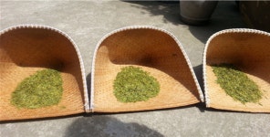 명차(名茶) 중의 명차, 서호 용정차를 아시나요? (1)