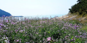 [일상스케치] 남도 기행①-느림의 미학, 슬로시티 완도 청산(靑山)도