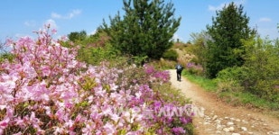 [일상스케치] 지리산의 사계① 바래봉과 팔랑치 철쭉제