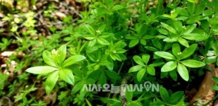 [일상스케치] 지리산의 사계① 바래봉과 팔랑치 철쭉제