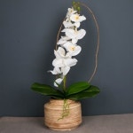 [사색의 窓] 난향(蘭香)을 기다리며