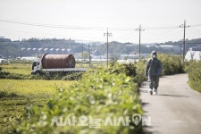 [포토오늘] 살처분 매립 준비하는 양돈농장