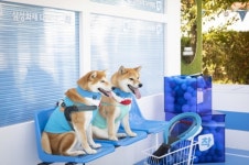 삼성화재 다이렉트 착, 착!한 펫타벤처 운영 [보험오늘]