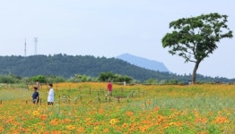 공기가 맑아졌어요 [이순자의 하루]