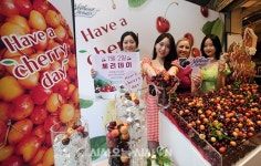 오늘체리OneulCherry | 맛있는 체리 맛보세요! [포토오늘]