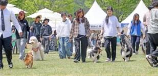 임실군, 오수 의견제와 함께한 임실N펫스타 성료…완주군, 문화선도산단 이어 랜드마크 조성 사업 선정 [전북오늘]