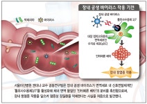 장내 공생 바이러스, 크론병 막는다... 세계 최초로 밝혀내