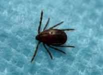 진드기매개 질환 경고 야외활동 후 열나면 의심을