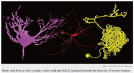 뇌의 비밀을 밝히는 빅뉴런 프로젝트 시작