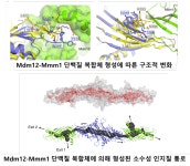 세포 속 ‘지방질 터널’ 새로운 경로 밝혀내