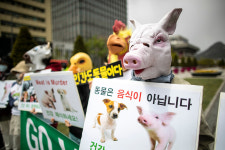 공장식 축산이 신종 바이러스 출현 불렀다
