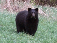 야생 흑곰 습격으로 사망…보상금 얼마 받았을까