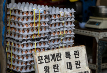 조류독감으로 살처분 양계 급증…계란 가격 폭등